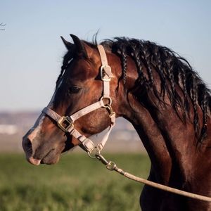 Meet your Posher, Janice